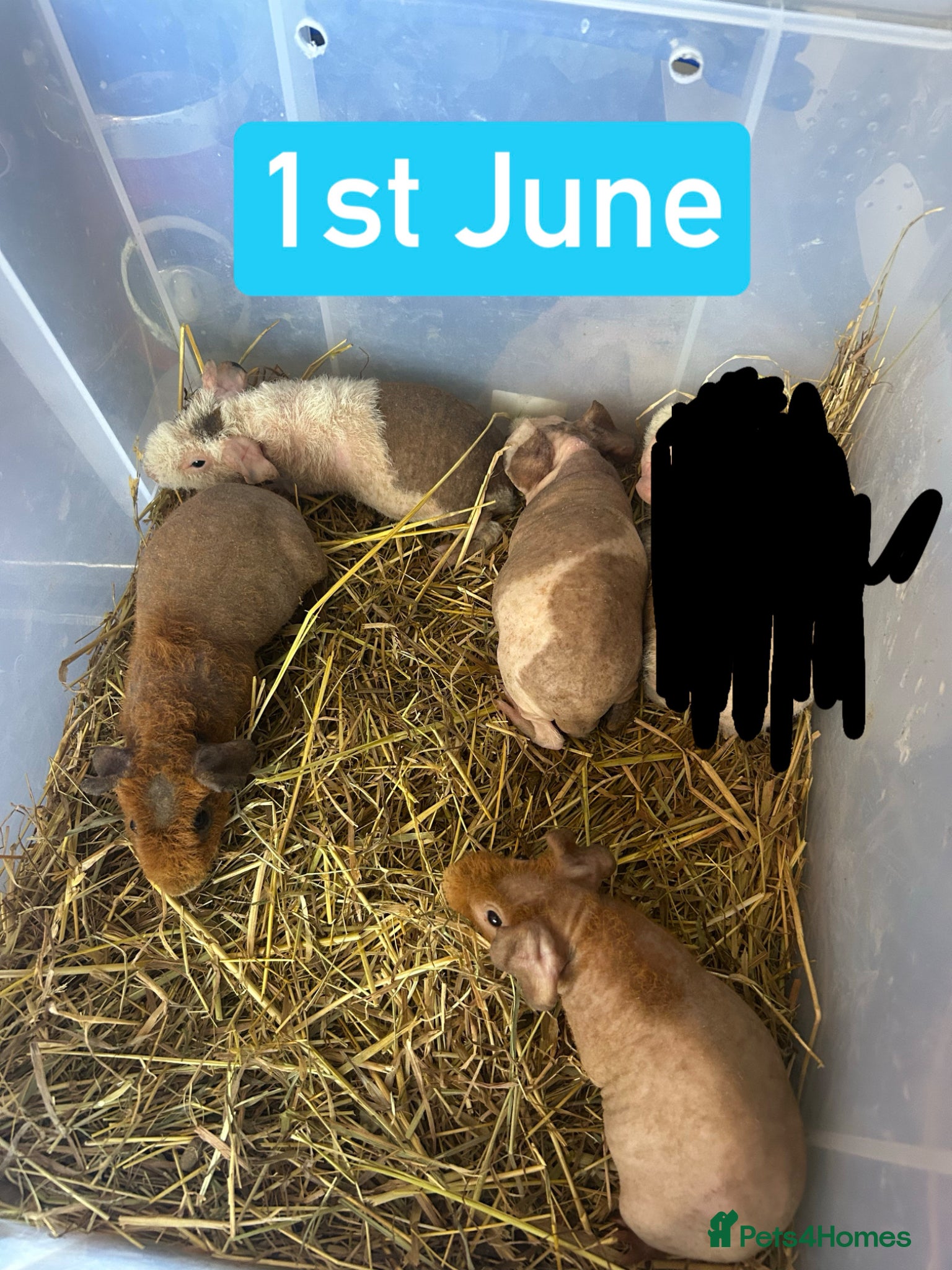 Guinea Pig rodents Skinny Pig Boars  - Advert 4