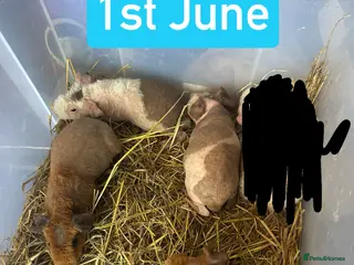 Guinea Pig rodents Skinny Pig Boars - Advert 4