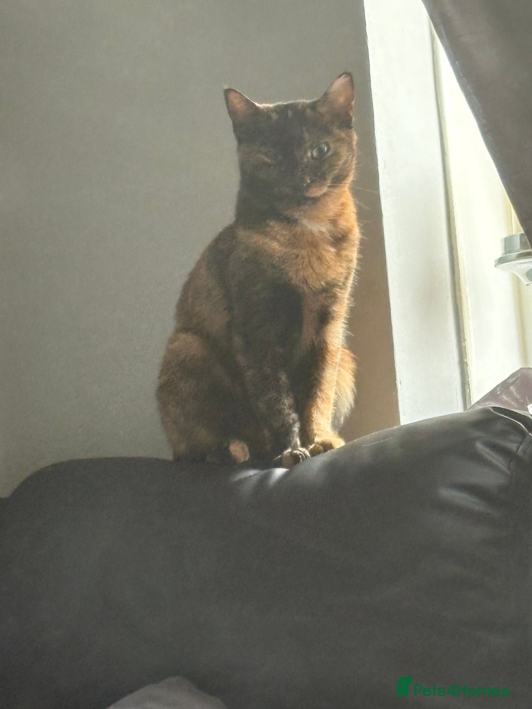 Mixed Breed cats for sale: 2 cats for rehome  - Image 3
