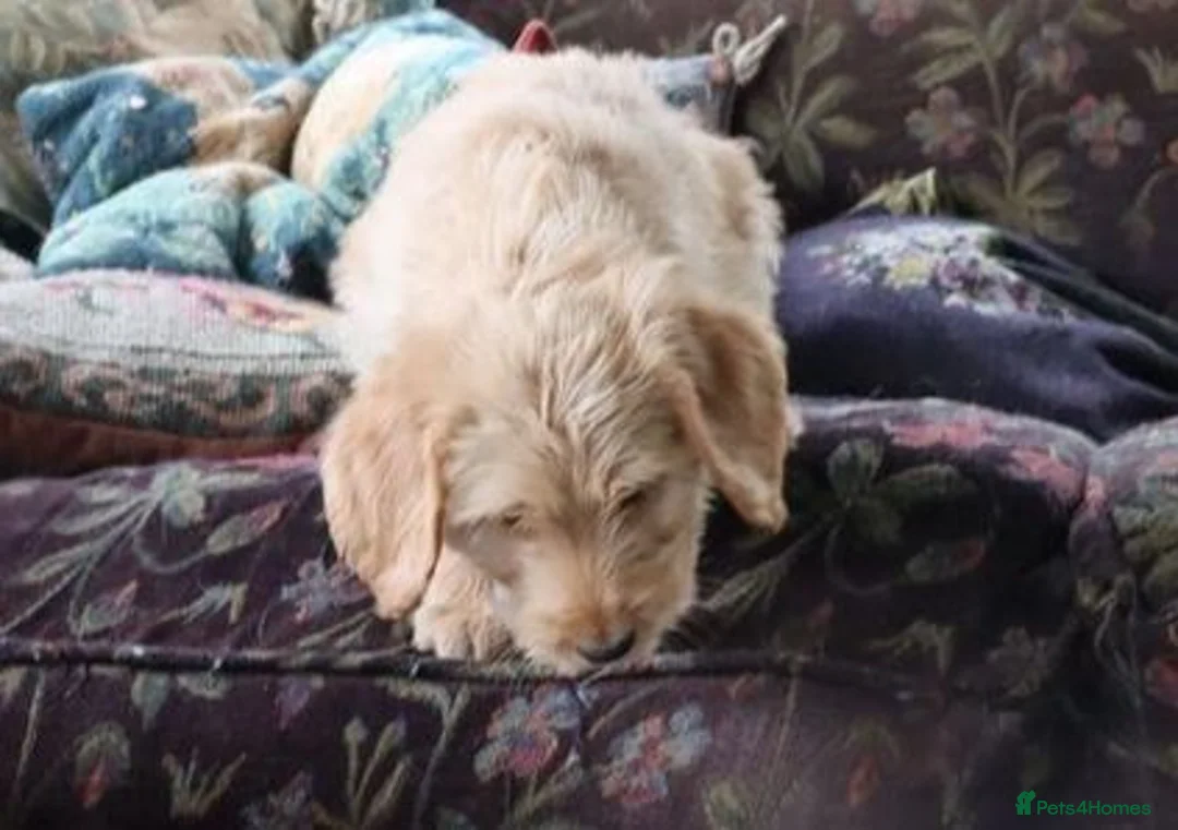Labradoodle dogs for sale: Standard Labradoodle Puppies F3 - Advert 5