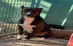 Mixed Breed dogs for adoption: Ronnie 3year old Romanian rescue  - Image 2