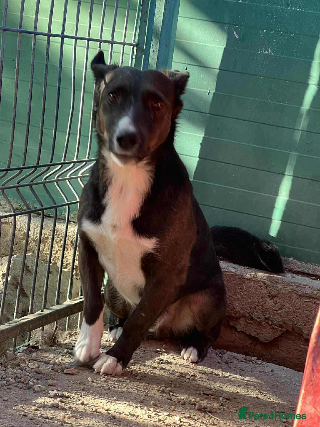 Mixed Breed dogs for adoption: Ronnie 3year old Romanian rescue  - Image 2