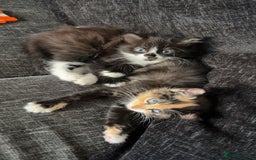 Mixed Breed cats for sale: Half Maine coon main calico coon - Image 1