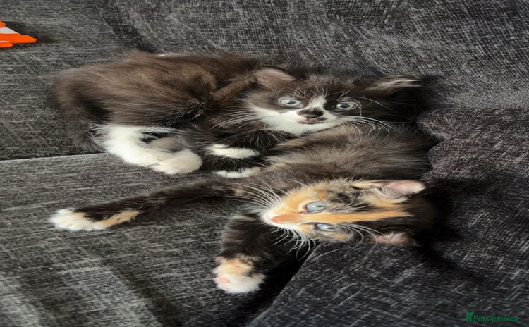 Mixed Breed cats - Advert 5