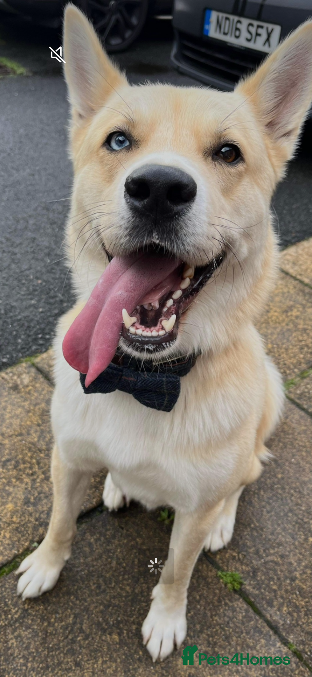 Huskita dogs for sale: Ad for joint owner. No £75 cost. Live local to FK  - Image 7