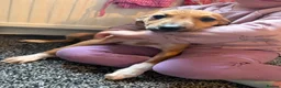 Lurcher dogs for sale: Lurcher pups  in Burnley - Advert 4