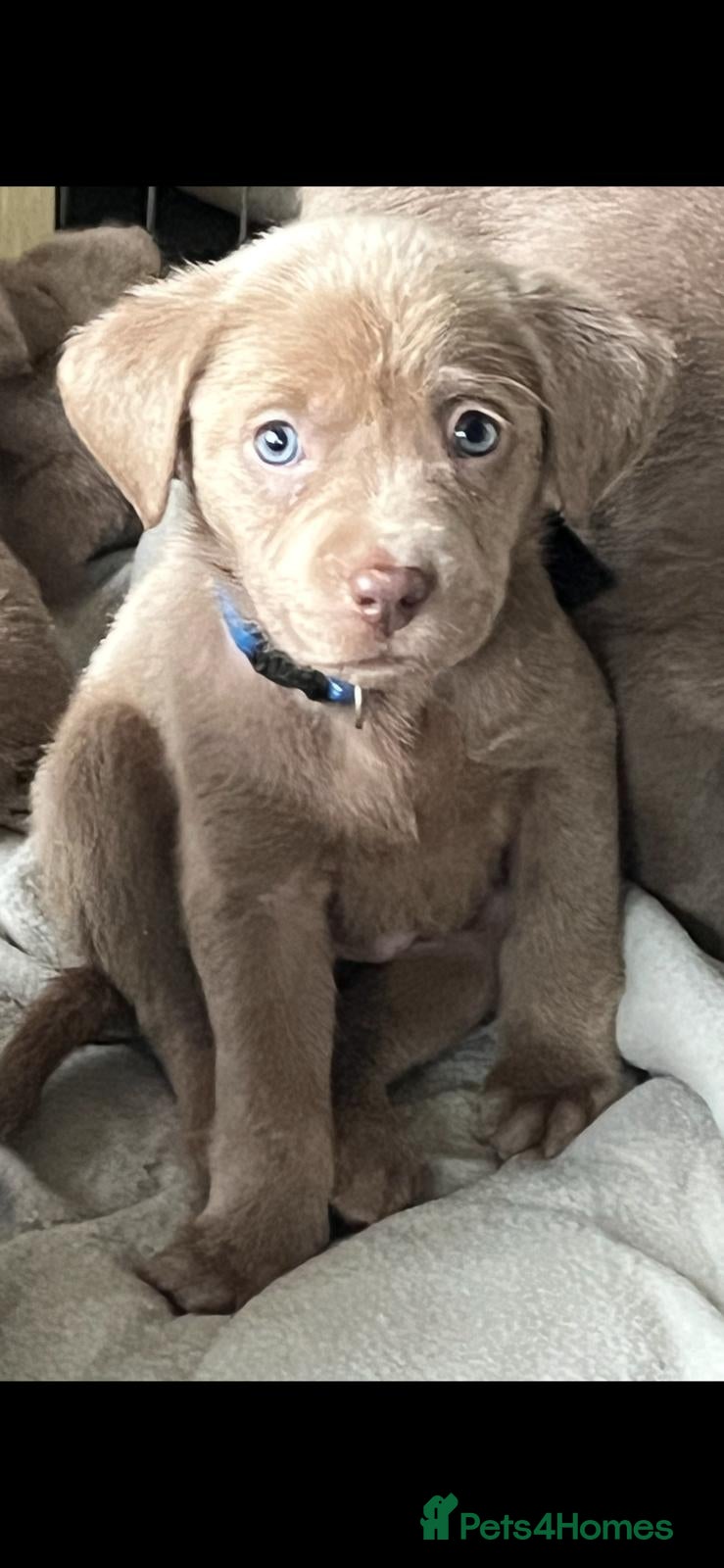 Labrador Retriever dogs Adorable KC (SILVER) labrador retriever puppies - Advert 15