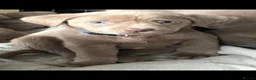 Labrador Retriever dogs for sale: Adorable KC (SILVER) labrador retriever puppies - Advert 8
