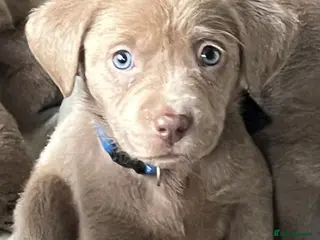 Labrador Retriever dogs Adorable KC (SILVER) labrador retriever puppies - Advert 15