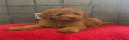 Miniature Poodle dogs for sale: Stunning Fox Red Minature Poodle Pups  - Advert 18