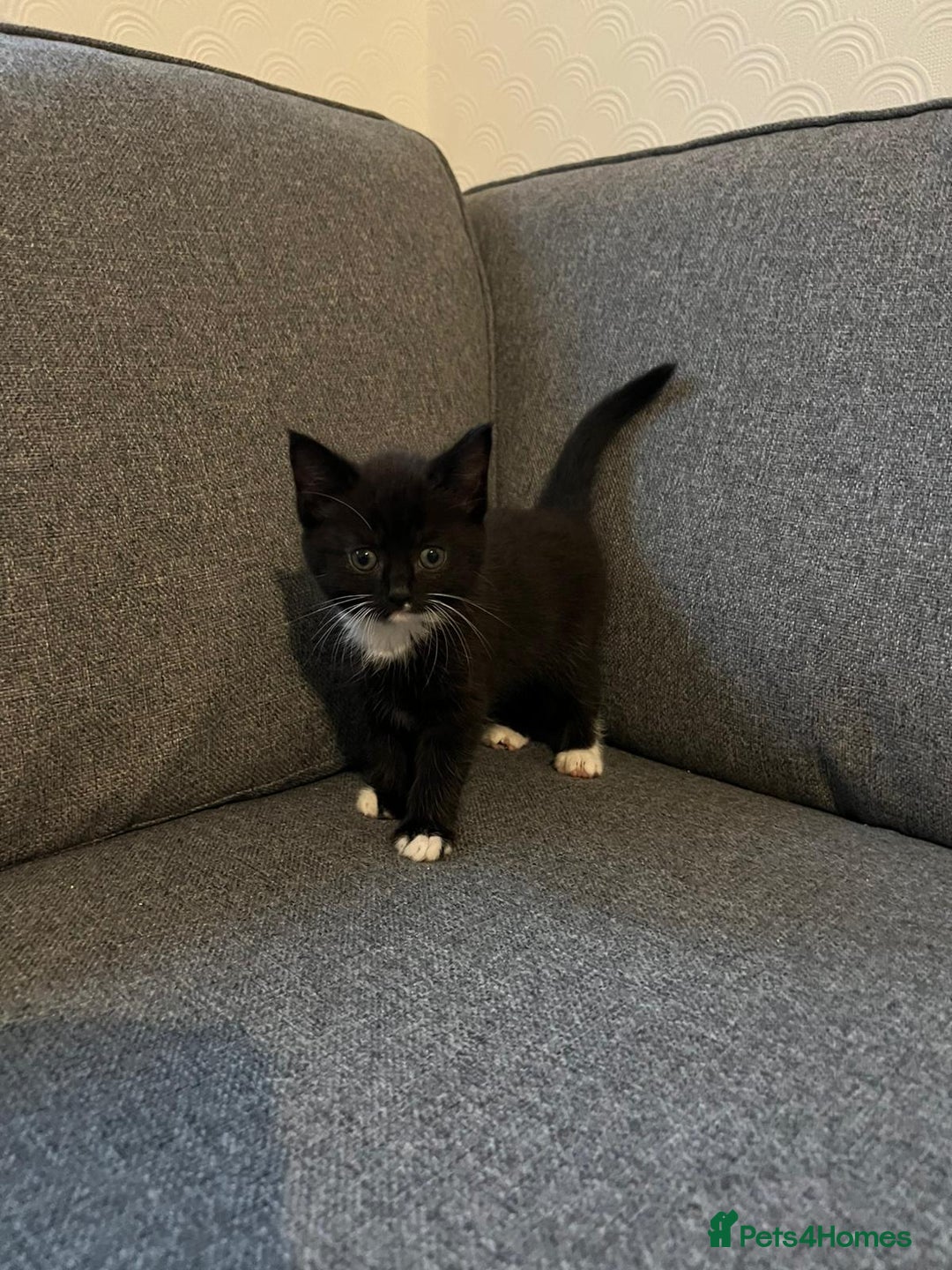 Maine Coon cats for sale: Little Half Main Coons - Advert 19