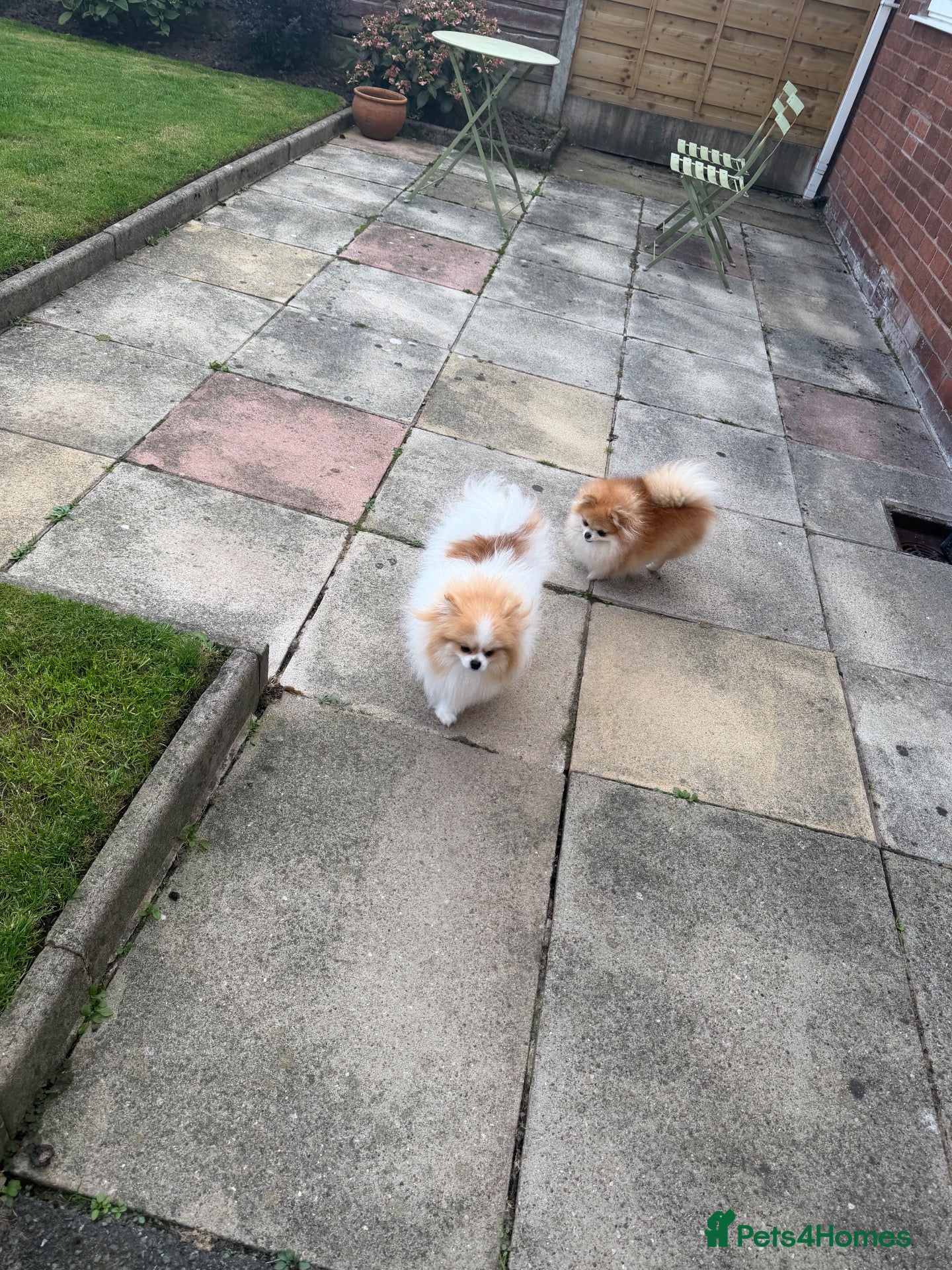 Pomeranian dogs Ray of sunshine boy with a beautiful huge coat   - Advert 2