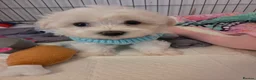 Bichon Frise dogs for sale: Cute little puppies  - Advert 17