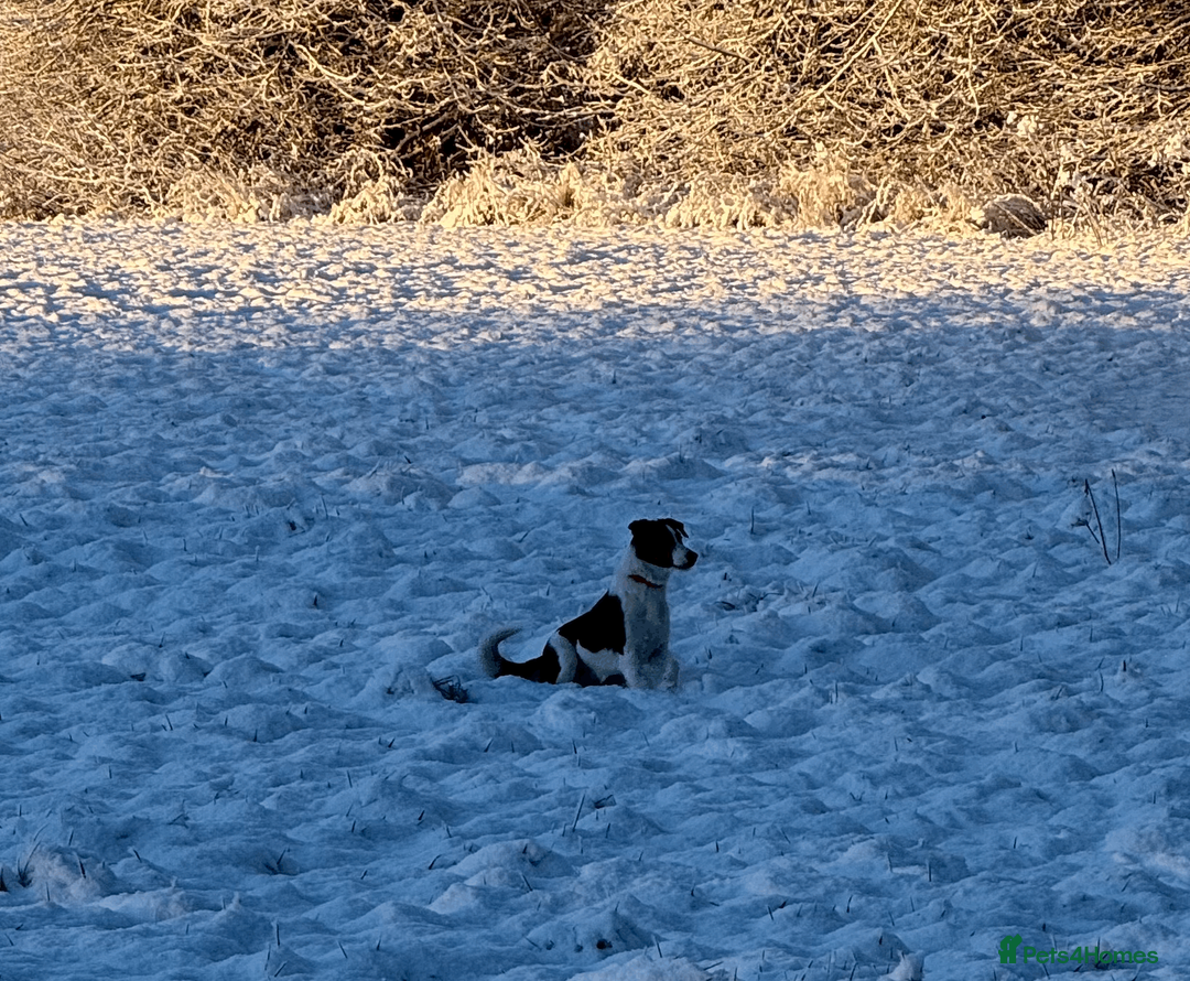 Border Collie dogs for sale: Female Border Collie 10 months old - Advert 3
