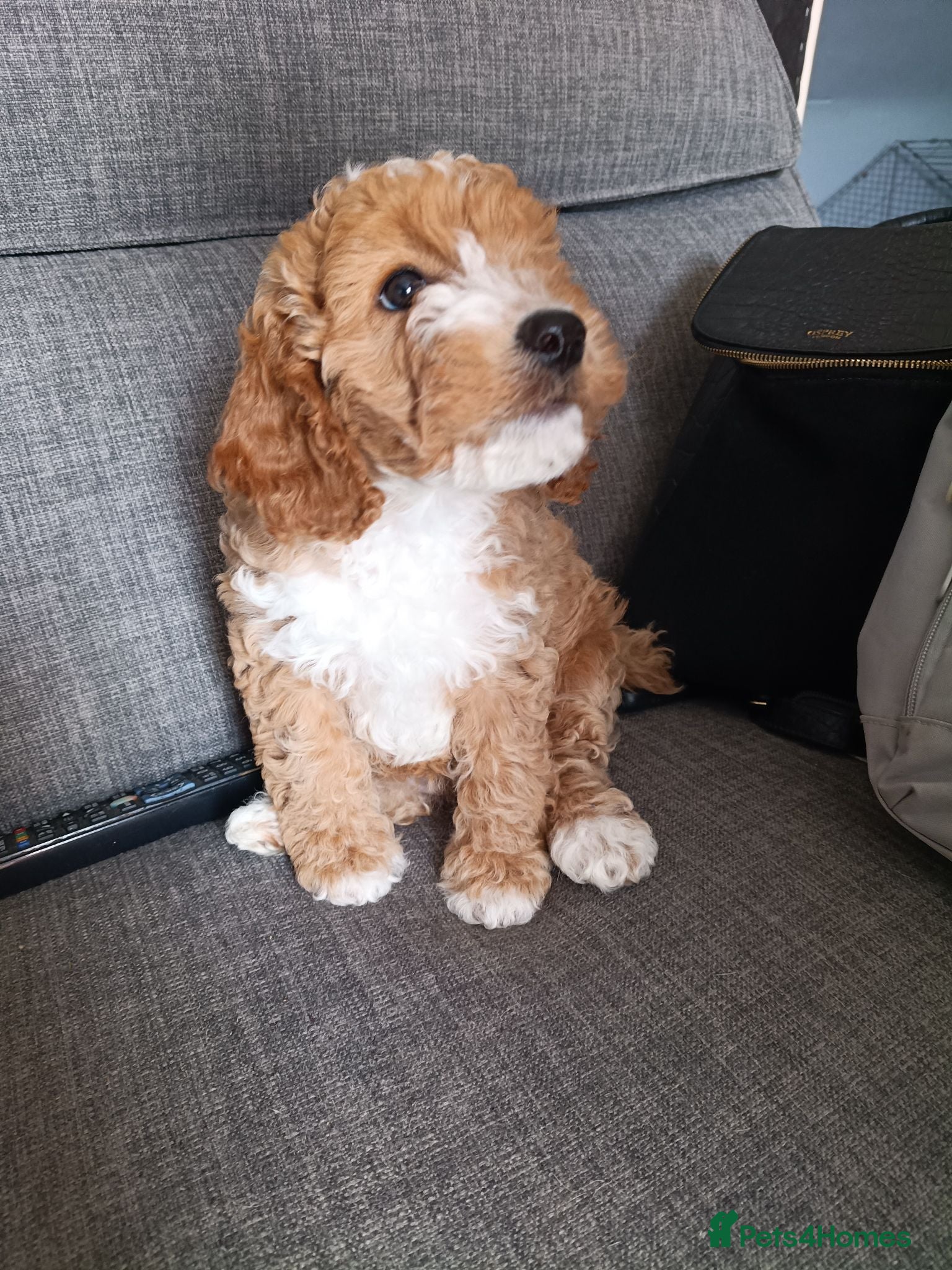 Cockapoo dogs Gorgeous Red Cockapoo girl. Ready now - Advert 8