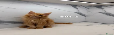 Red boy 2