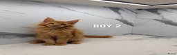 Maine Coon cats for sale: Beautiful Russian Bloodline Maine Coon Kittens - Advert 4