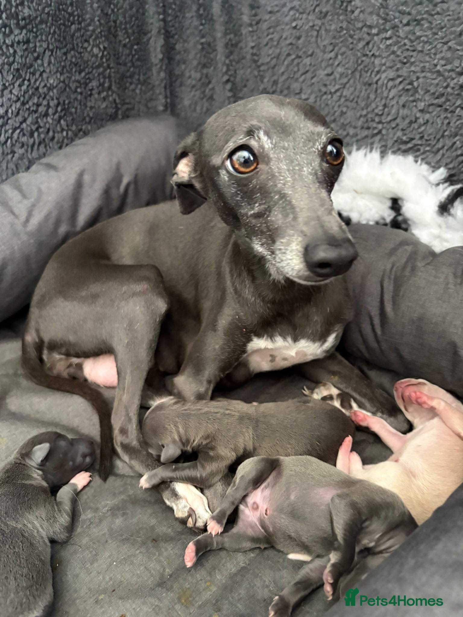 Italian Greyhound dogs Iggy babies - Advert 6