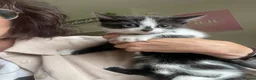 Mixed Breed cats for sale: Beautiful Maine Coon Mix Kittens  - Advert 1