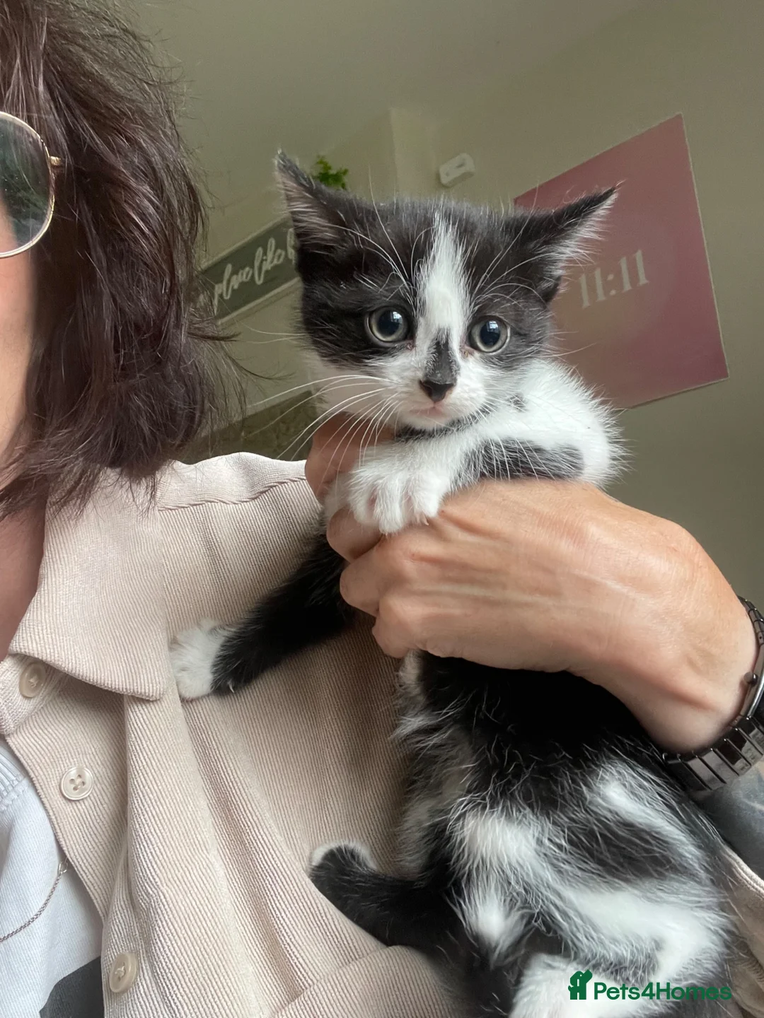 Mixed Breed cats for sale: Beautiful Maine Coon Mix Kittens  - Advert 1