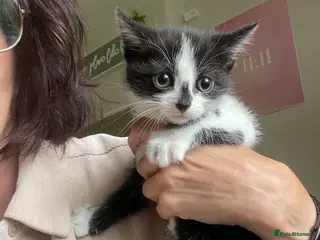Mixed Breed cats for sale: Beautiful Maine Coon Mix Kittens - Advert 1