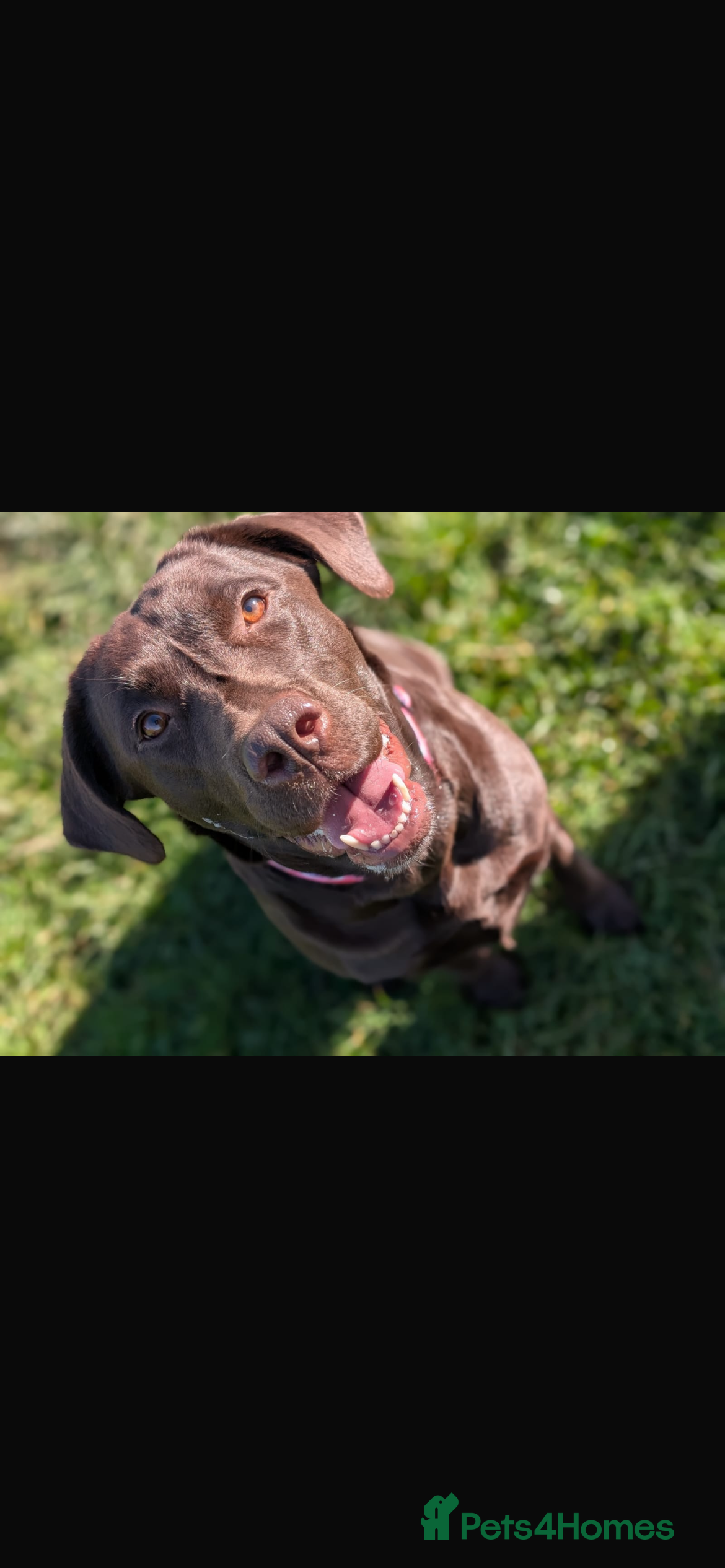 Labrador Retriever dogs Chocolate Labrador Puppies For Sale - Advert 4