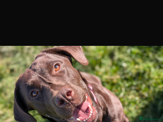 Labrador Retriever dogs Chocolate Labrador Puppies For Sale - Advert 17