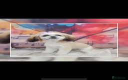 Shih Tzu dogs for sale: 5 gorgeous Shih Tzu puppies - Image 27