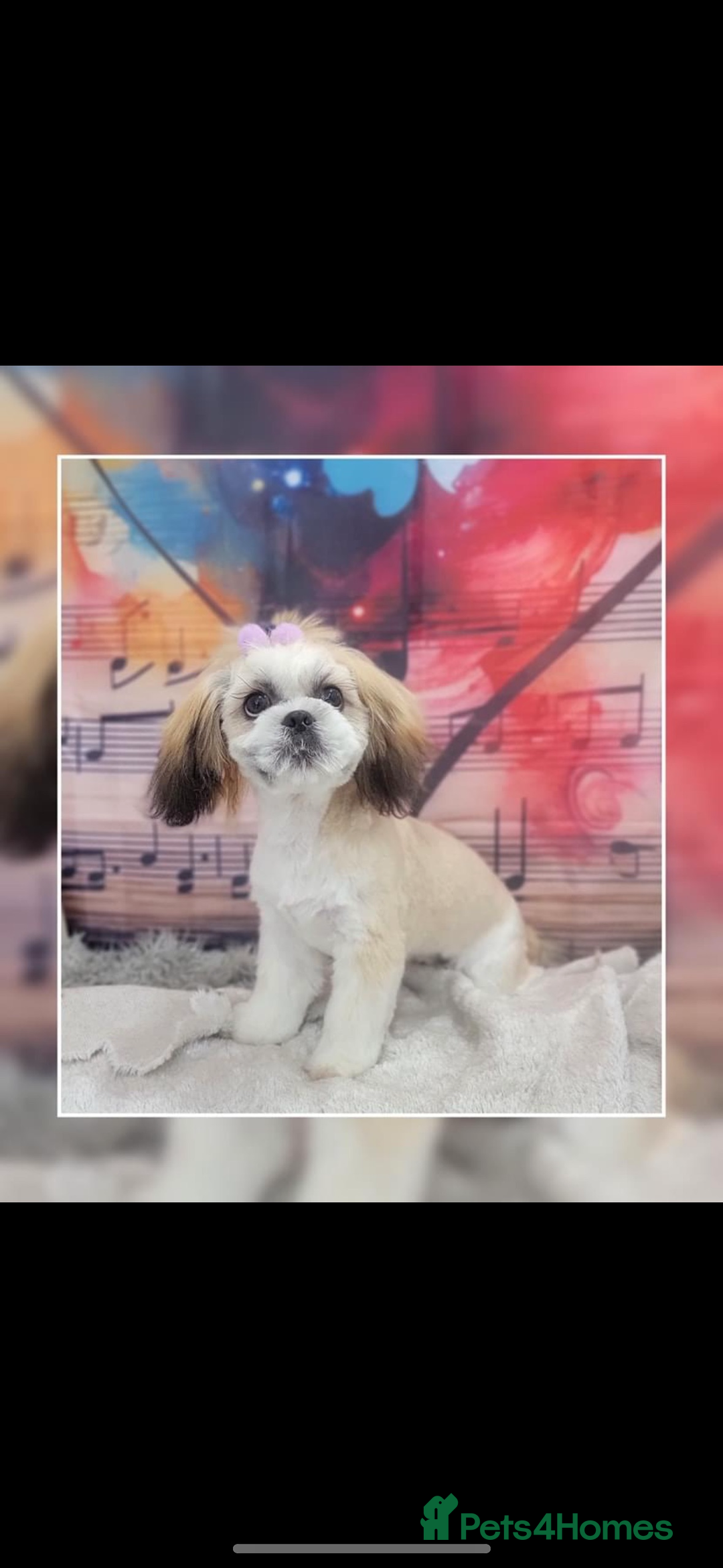 Shih Tzu dogs for sale: 5 gorgeous Shih Tzu puppies - Image 27