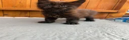 Maine Coon cats for sale: Black Smoke TICA Maine Coons - Advert 12