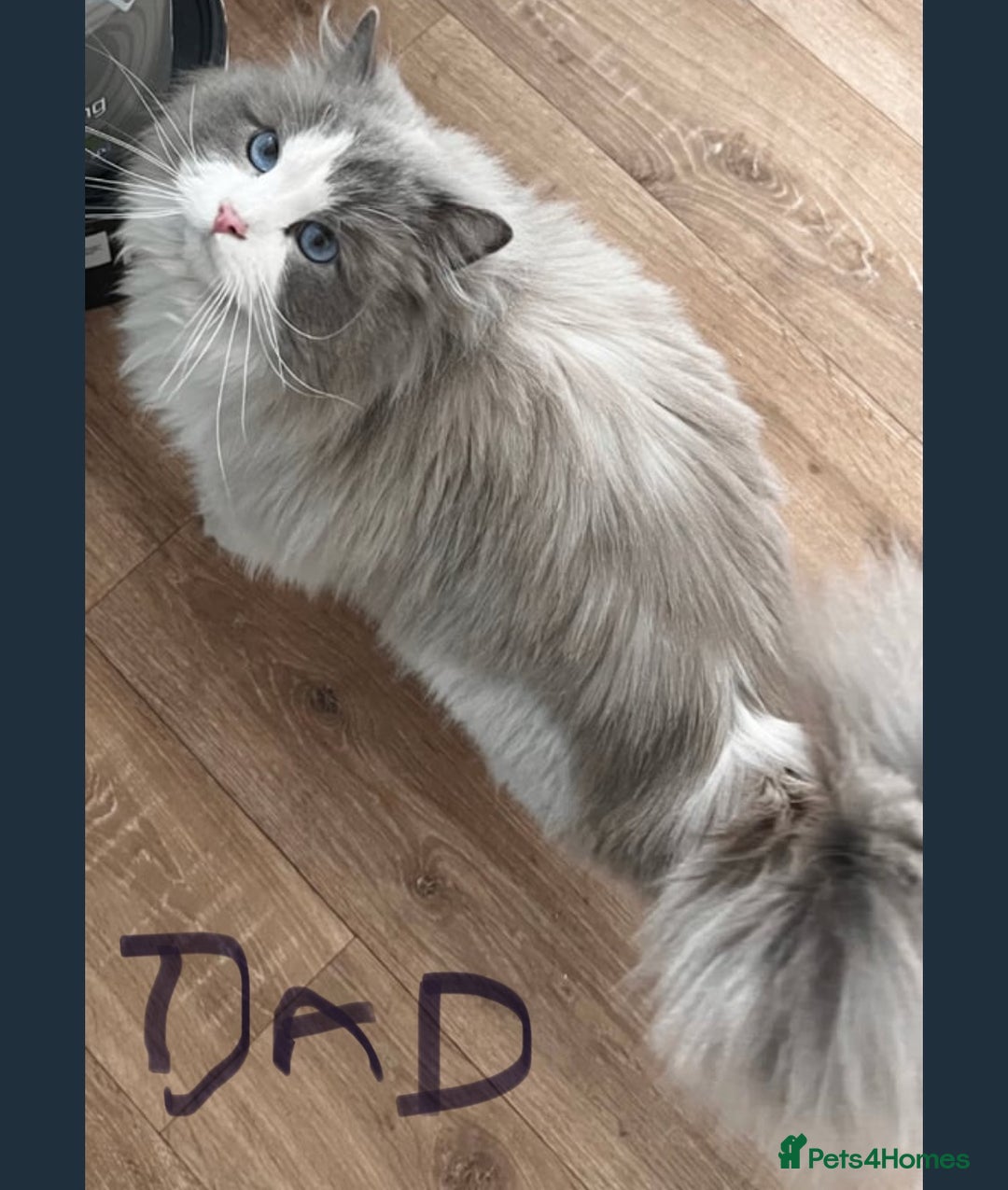 Ragdoll cats for sale: Bella’s ragdoll kittens ready December  - Image 3