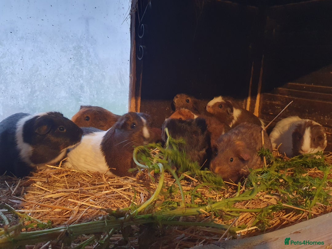Guinea Pig rodents for sale: Guinea pigs  - Advert 9