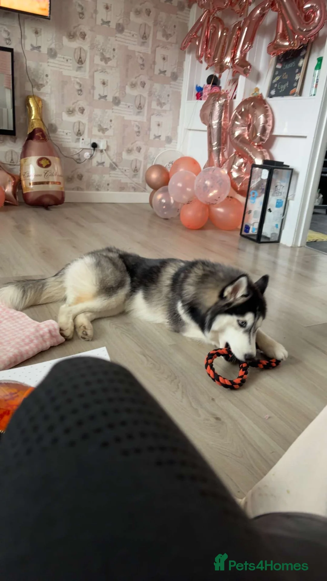 Siberian Husky dogs for sale: female Saberian Husky  in Alloa - Advert 2