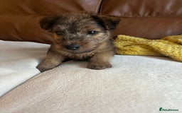 Lakeland Terrier dogs for sale: Boy lakeland terrier  - Image 3