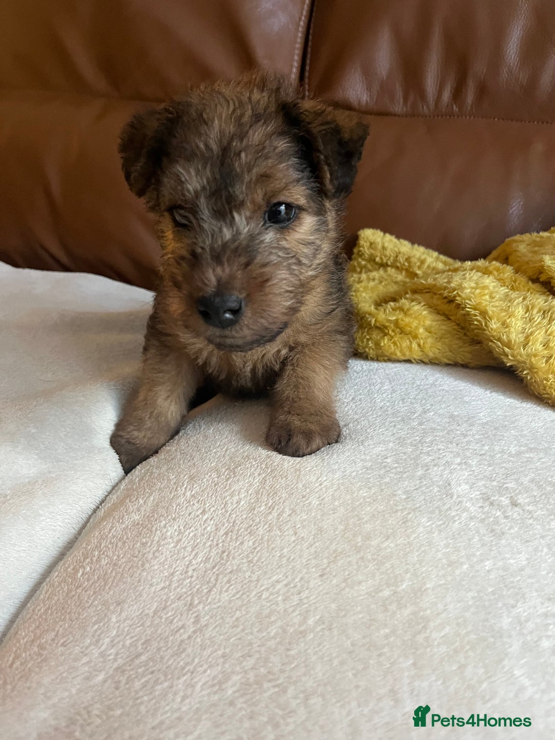 Lakeland Terrier dogs for sale: Boy lakeland terrier  - Image 3