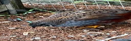 Quail poultry for sale: 4 x Male button quail  - Advert 2