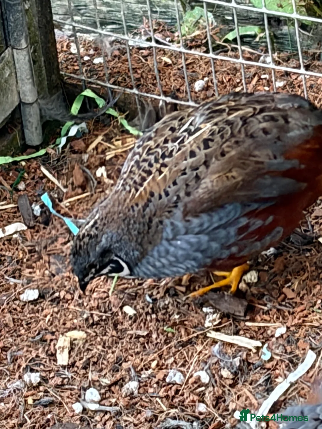 Quail poultry for sale: 4 x Male button quail  - Advert 2