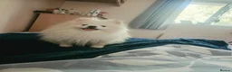 Pomeranian dogs for stud: Pomeranian For Stud Service - Advert 3