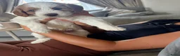 Cavapoo dogs for sale: Beautiful Litter of F1b Cavapoo puppies  - Advert 9