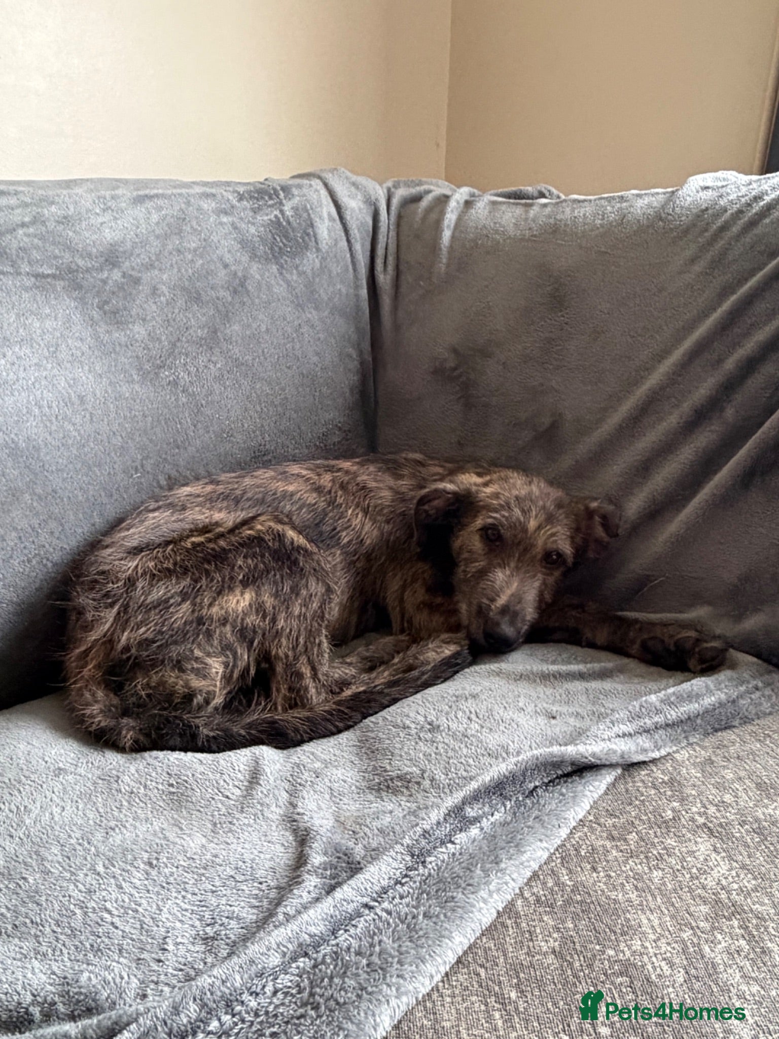 Mixed Breed dogs Deerhound x greyhound x Bedlington  - Advert 5