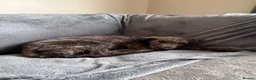 Mixed Breed dogs for sale: Deerhound x greyhound x Bedlington  - Advert 1