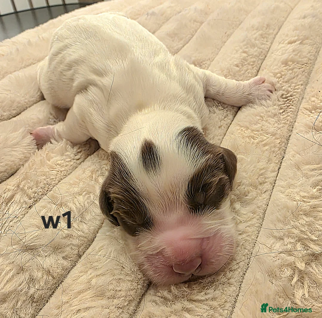 Cocker Spaniel dogs for sale: Cocker spaniel pups ready NEXT WEEK - Advert 26