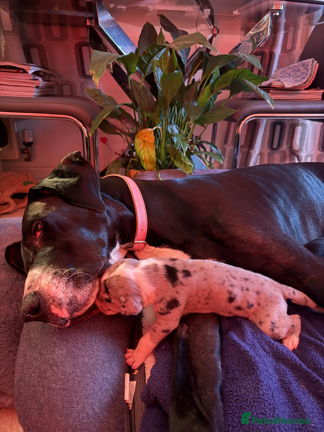 Great Dane dogs for sale: Stunning pure bred Great Dane puppies in St. Ives - Advert 9