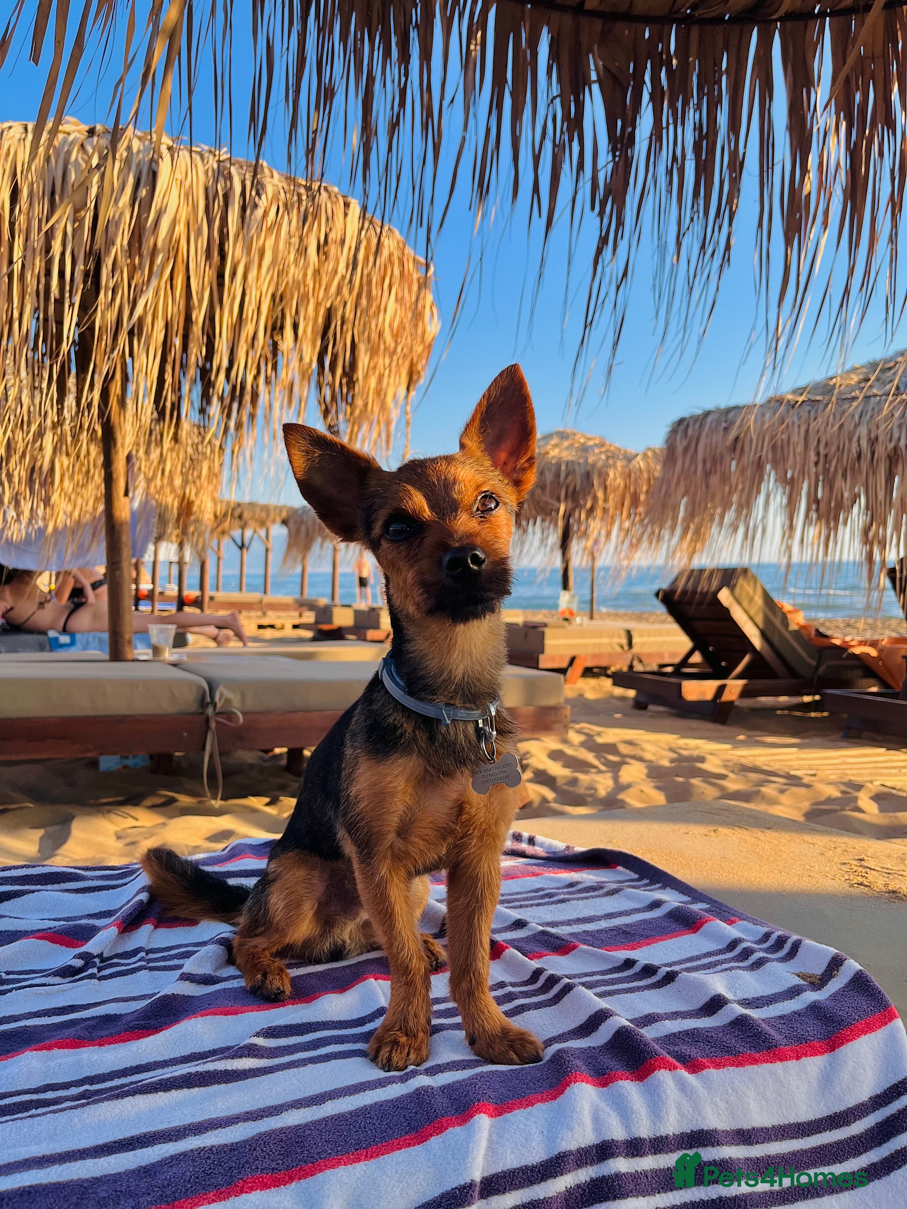 Yorkshire Terrier dogs Male yorkie - for stud only  - Advert 1