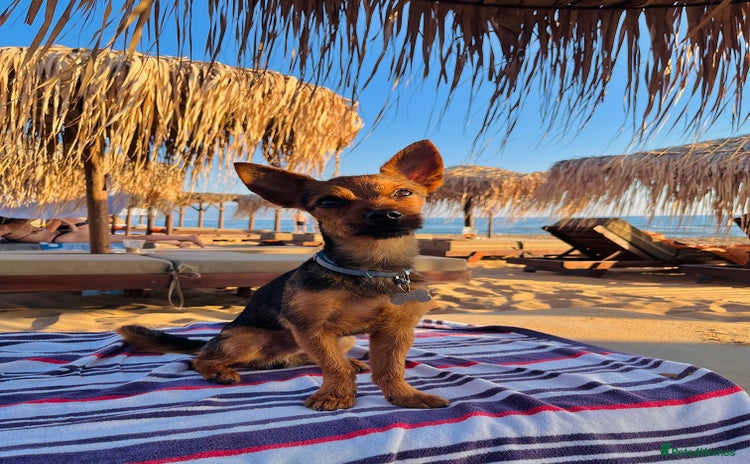 Yorkshire Terrier dogs Male yorkie - for stud only  - Advert 1