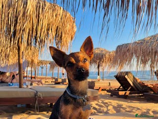 Yorkshire Terrier dogs Male yorkie - for stud only - Advert 2