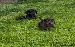 Miniature Dachshund dogs for sale: Miniature Dachshund smooth hair Kc reg - Image 6