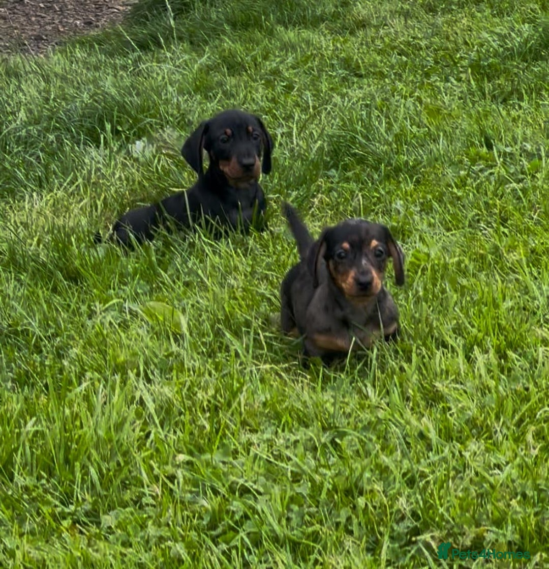 Miniature Dachshund dogs for sale: Miniature Dachshund smooth hair Kc reg - Image 6