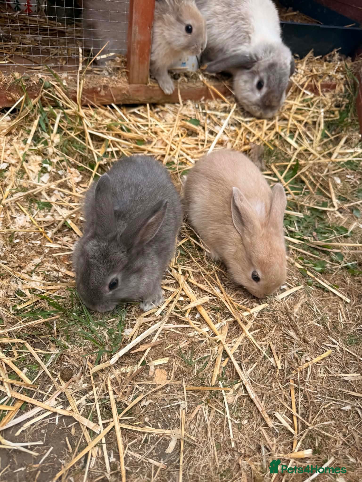 Mini Lion Lop rabbits lion lop bunnies  - Advert 2