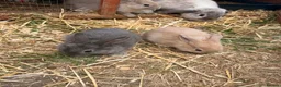 Mini Lion Lop rabbits for sale: lion lop bunnies  - Advert 1